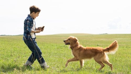 A Dog's Purpose - Mục Đích Sống Của Một Chú Chó - Hình 2