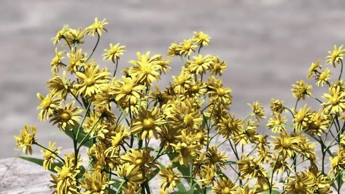 Final Fantasy VII: Advent Children - Final Fantasy VII: Hành Trình Của Những Đứa Trẻ - Hình 2